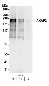 AKAP2 Antibody