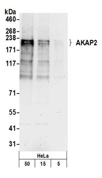 Rabbit anti-AKAP2 Antibody