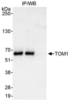 TOM1 Antibody