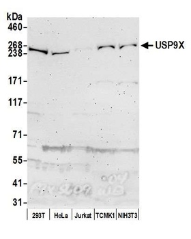 Rabbit anti-USP9X Antibody