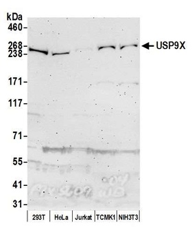 USP9X Antibody