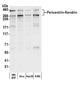 Pericentrin/Kendrin Antibody