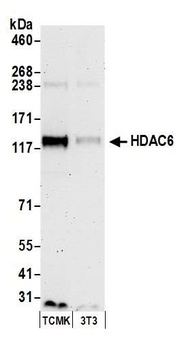 HDAC6 Antibody