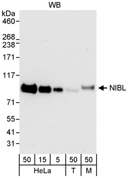 NIBL Antibody