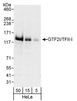 Rabbit anti-GTF2I/TFII-I Antibody