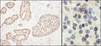 Rtf1 Antibody