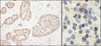 Rabbit anti-Rtf1 Antibody