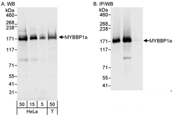 Rabbit anti-MYBBP1A Antibody