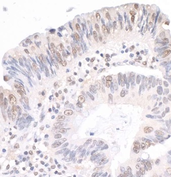 Rabbit anti-MYBBP1A Antibody