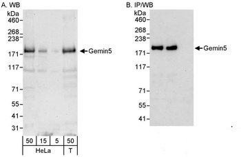 Rabbit anti-Gemin5 Antibody