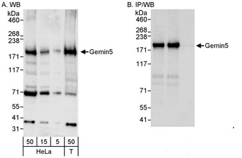 Rabbit anti-Gemin5 Antibody