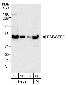 PSF/SFPQ Antibody