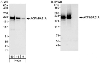 Rabbit anti-ACF1/BAZ1A Antibody