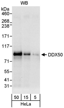 Rabbit anti-DDX50 Antibody