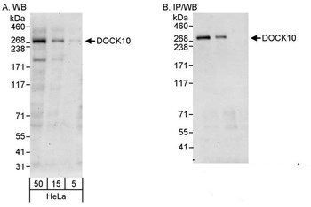Rabbit anti-DOCK10 Antibody