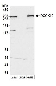 DOCK10 Antibody