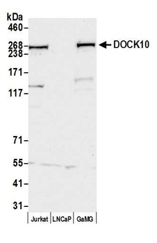 Rabbit anti-DOCK10 Antibody
