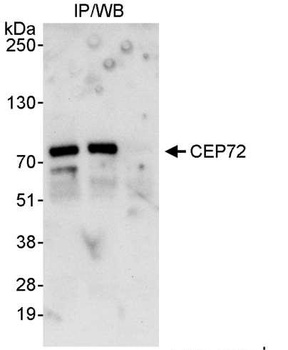 Rabbit anti-CEP72 Antibody