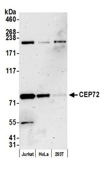 CEP72 Antibody