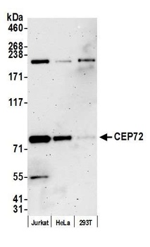 Rabbit anti-CEP72 Antibody
