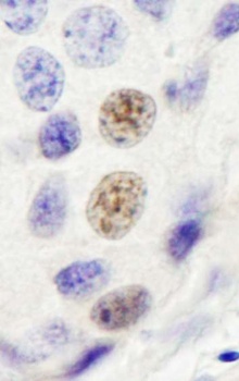 Rabbit anti-INT4 Antibody