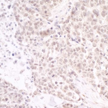 PAF49 Antibody