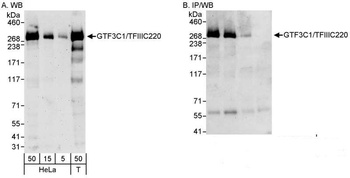 Rabbit anti-GTF3C1/TFIIIC220 Antibody