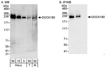 DOCK180 Antibody