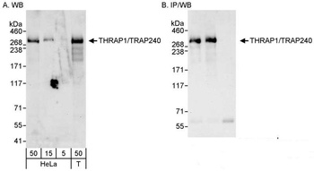 THRAP1/TRAP240 Antibody