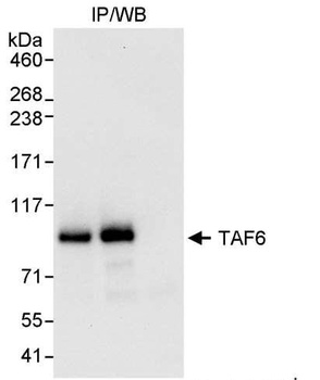 TAF6 Antibody