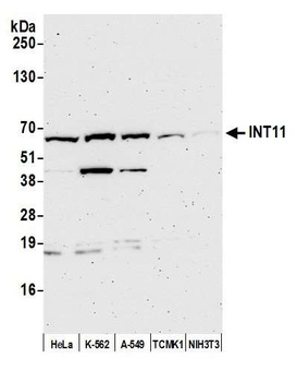 INT11 Antibody