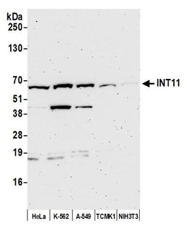 Rabbit anti-INT11 Antibody