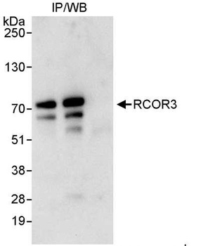 Rabbit anti-RCOR3 Antibody