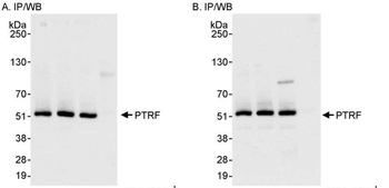 PTRF Antibody