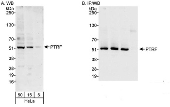 PTRF Antibody