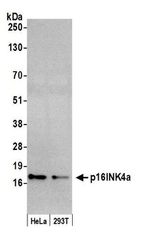 p16INK4a Antibody