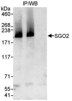 Rabbit anti-SGO2 Antibody