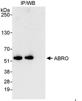 Rabbit anti-ABRO Antibody