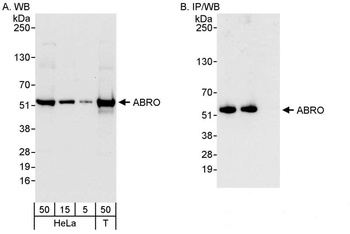 Rabbit anti-ABRO Antibody