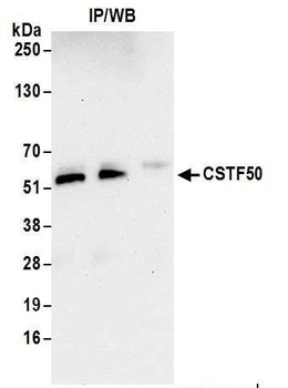 Rabbit anti-CSTF50 Antibody