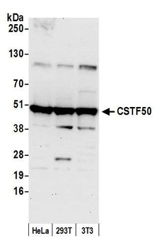 CSTF50 Antibody