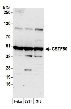 Rabbit anti-CSTF50 Antibody