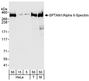 SPTAN1/Alpha II-spectrin Antibody