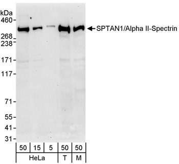 SPTAN1/Alpha II-spectrin Antibody