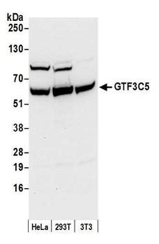 GTF3C5/TFIIIC63 Antibody
