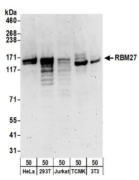 RBM27 Antibody