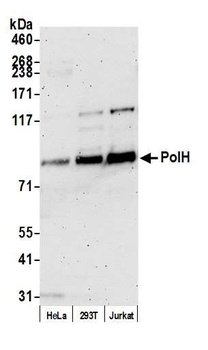 Rabbit anti-PolH Antibody