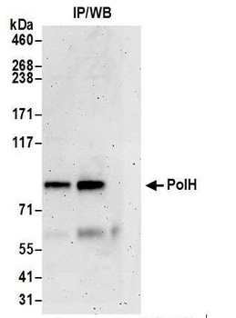 Rabbit anti-PolH Antibody