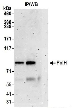 PolH Antibody