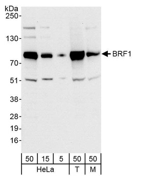 Rabbit anti-BRF1 Antibody